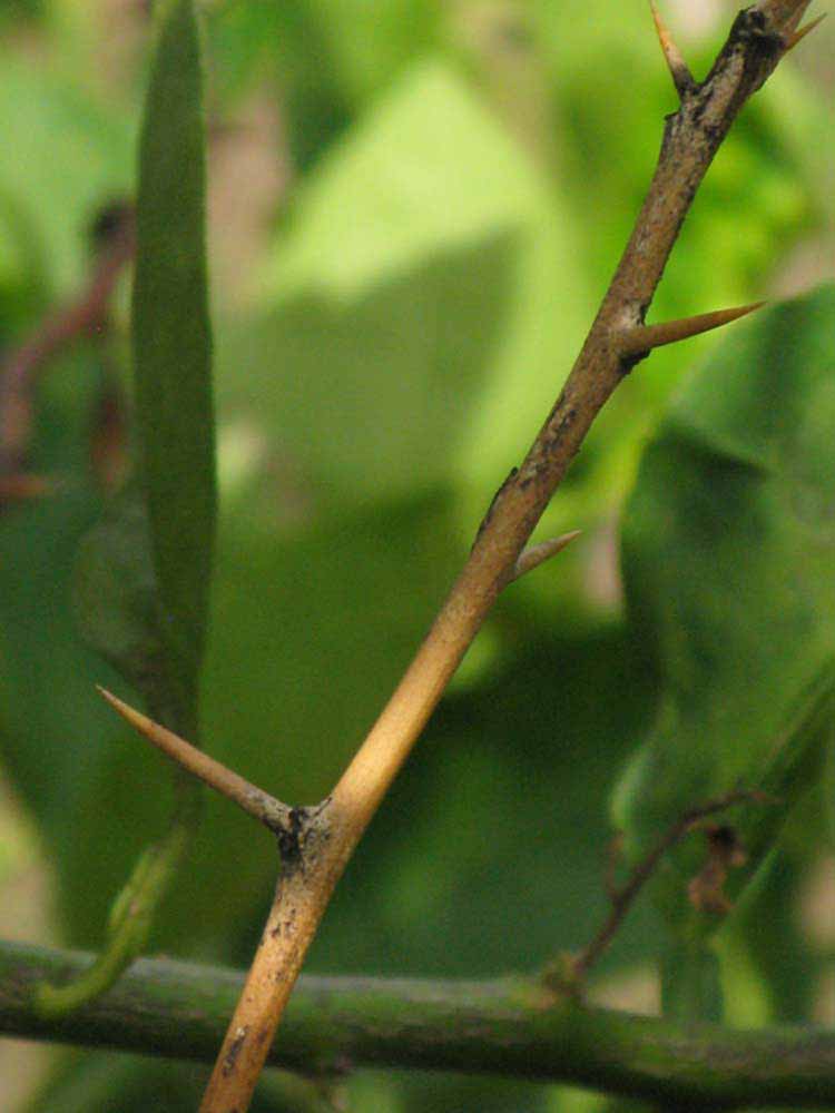            First year twig (Winter Haven, FL)   